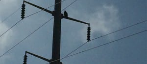 Eagle On Transmission Tower WebCrop