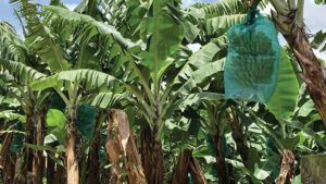 Fig2-Martinique-bananas