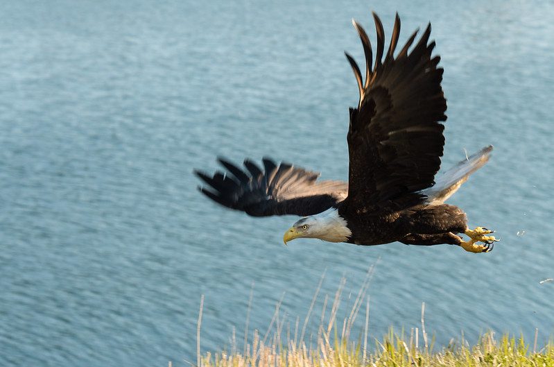 Major Wind Power Producer Sentenced in Wind Farm Eagle Deaths