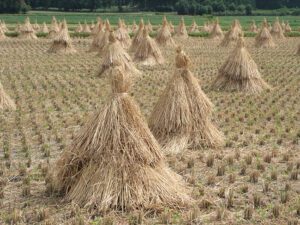 Fig1-Stacks-of-rice-straw-Hasa
